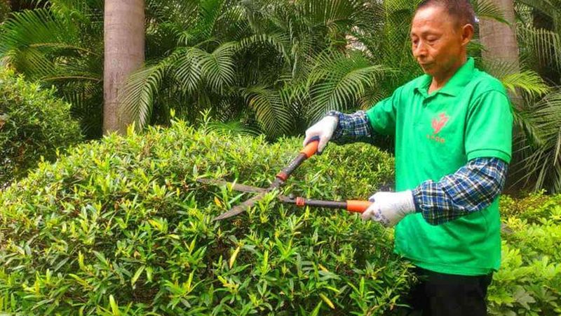 花卉租摆，如何慧眼识珠选靠谱商家？**
